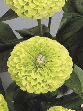 ZINNIA Benary Giant Lime